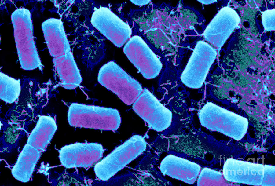 Dividing Bacteria #5 Photograph by Scimat