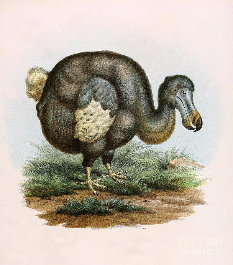 Dodo Bird Raphus Cucullatus, Extinct #5 Photograph by Biodiversity Heritage Library