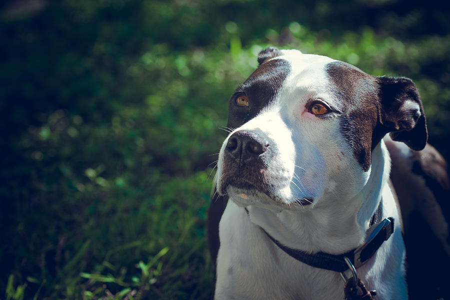 Dog Photograph by Alexandra Horta | Fine Art America