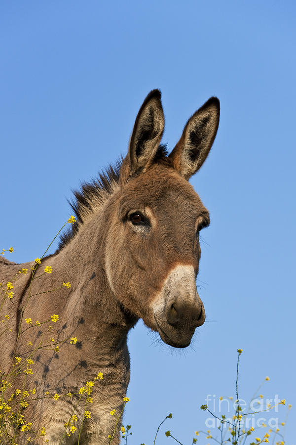 Donkey Photograph - Donkey In Greece #5 by Jean-Louis Klein & Marie-Luce Hubert