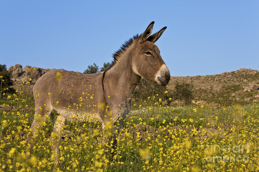 Donkey Photograph - Donkey In Greek Meadow #5 by Jean-Louis Klein & Marie-Luce Hubert