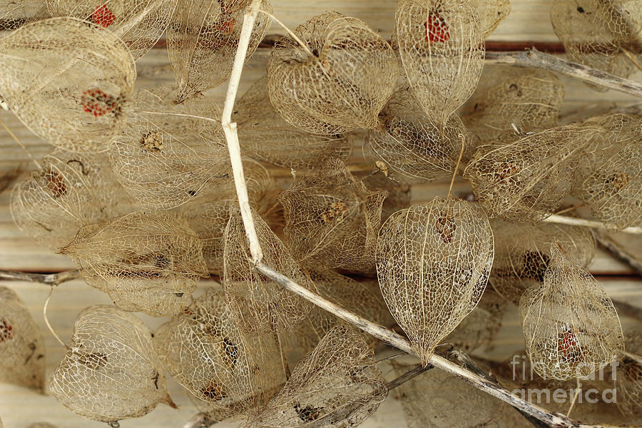 Dried Fruits of the Cape Gooseberry #5 Photograph by Michal Boubin