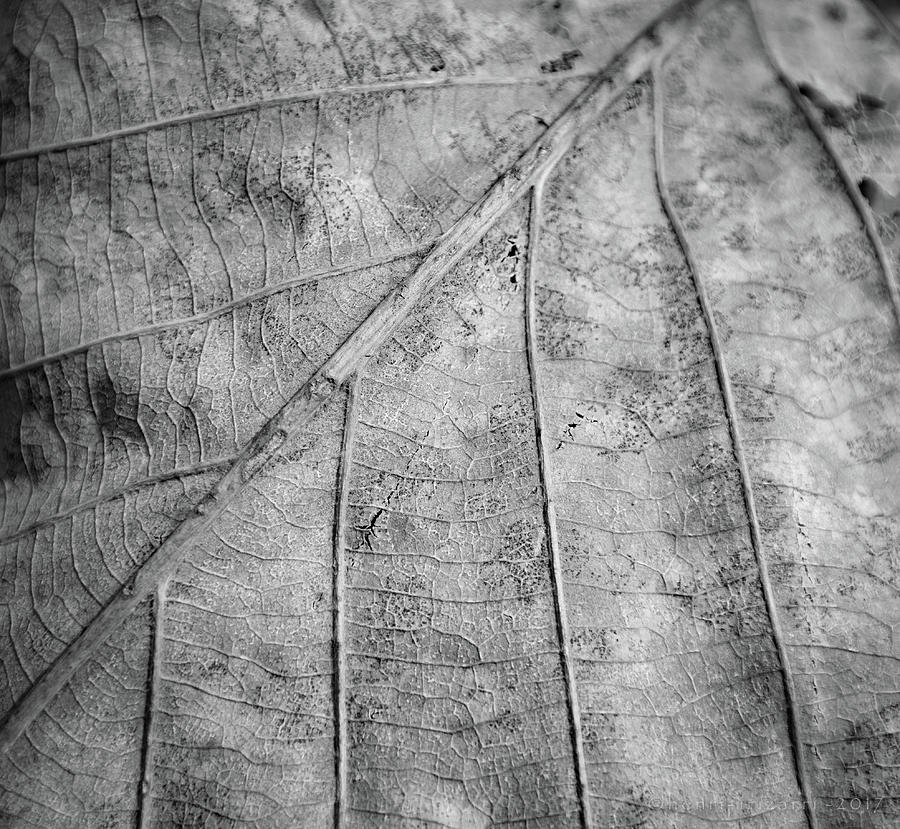 Dried Leaf #5 Photograph by Henri Irizarri