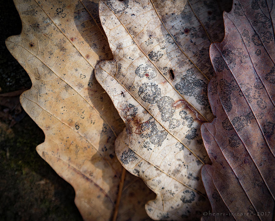 Dried Leaves #5 Photograph by Henri Irizarri