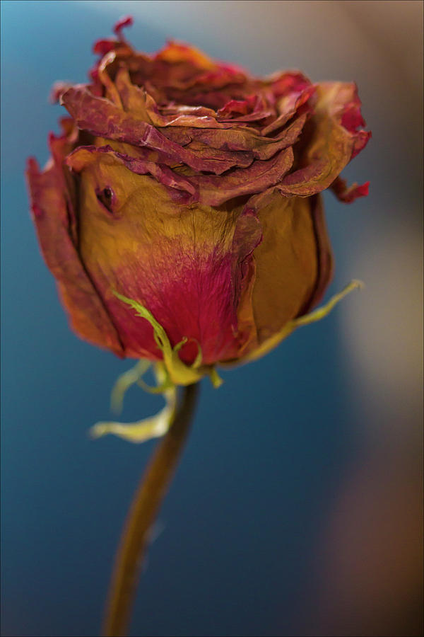 Dried Rose #5 Photograph by Robert Ullmann