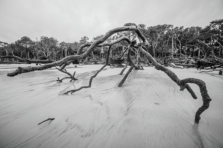 Drift Wood On Hunting Island South Carolina #5 Photograph by Alex Grichenko