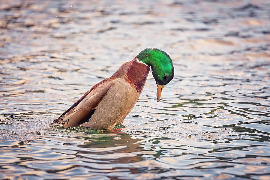 Duck-drake #5 Photograph by Peter Lakomy