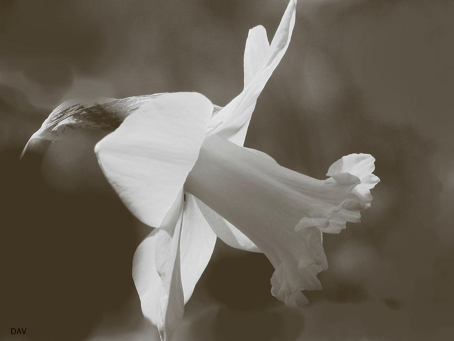Duration Daffodil  #5 Mixed Media by Debra     Vatalaro