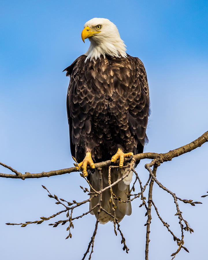 Eagle overlooking Mississippi River Photograph by Ken McCasland - Fine ...