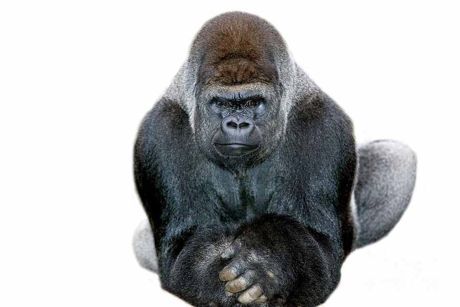 Animal Photograph - Eastern Lowland Gorilla #5 by Gerard Lacz