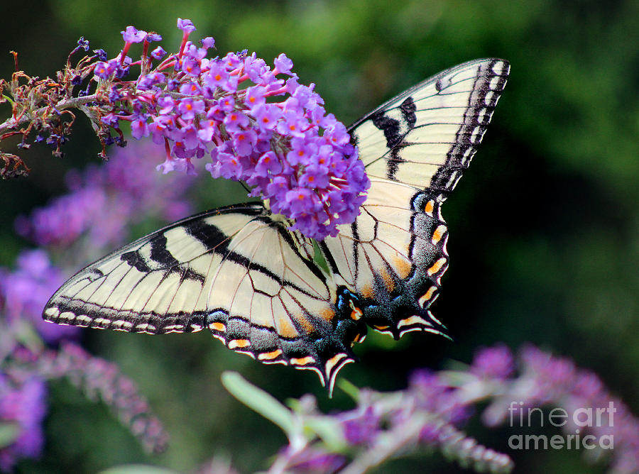 Eastern Tiger Swallowtail Butterfly #5 Photograph by Karen Adams