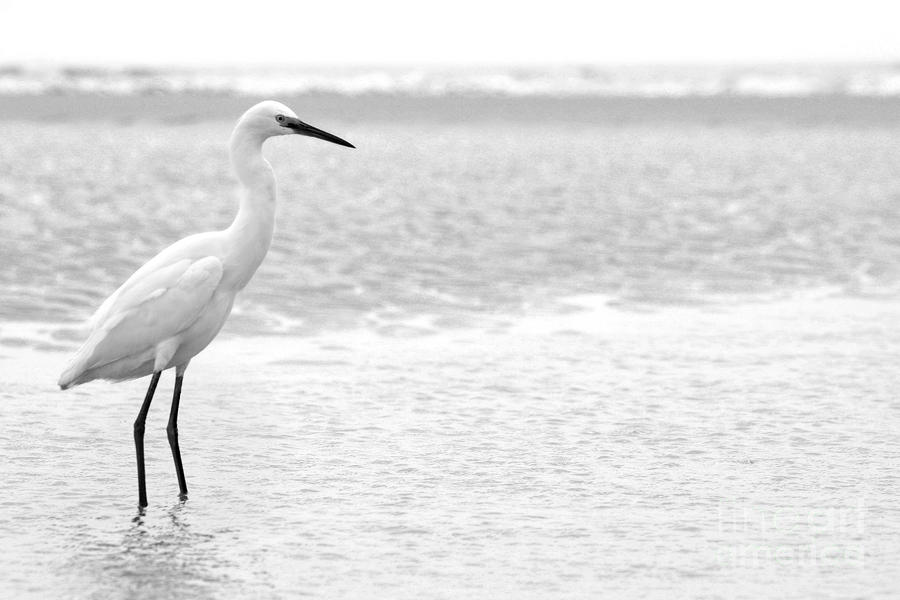 Egret in Black and White #5 Photograph by Angela Rath