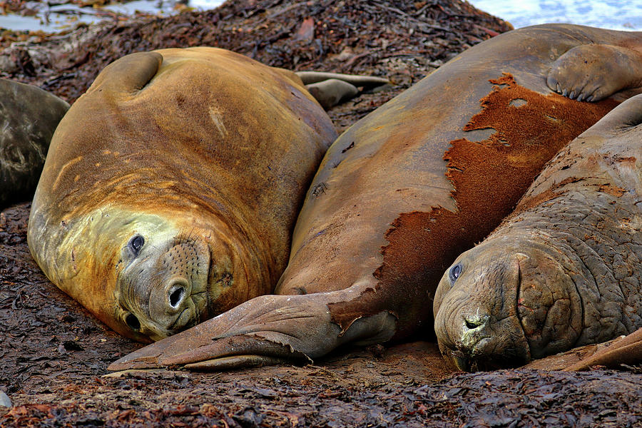 Elephant Seals Falkland Islands #5 Photograph by Paul James Bannerman