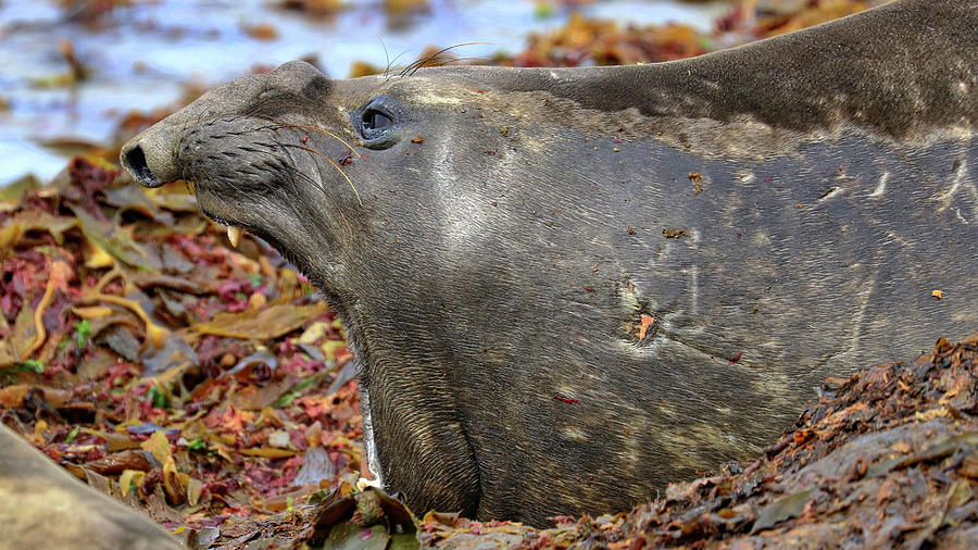 Elephant Seals Kelp Point Falkland Islands #5 Photograph by Paul James Bannerman