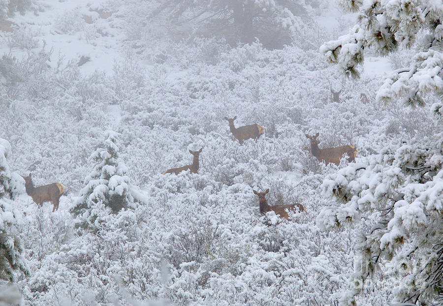 Elk in Deep Snow in the Pike National Forest #5 Photograph by Steven Krull