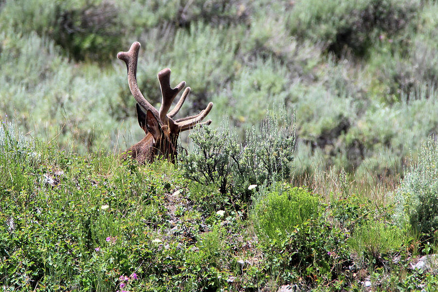Elk Yellowstone USA #5 Photograph by Bob Savage