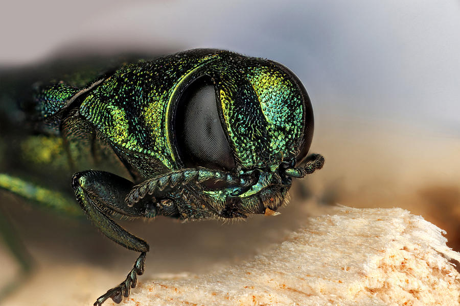 Emerald Ash Borer #5 Photograph by Macroscopic Solutions