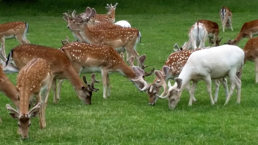 England - Albino Fallow Deer Photograph by Jeffrey Shaw - Fine Art America