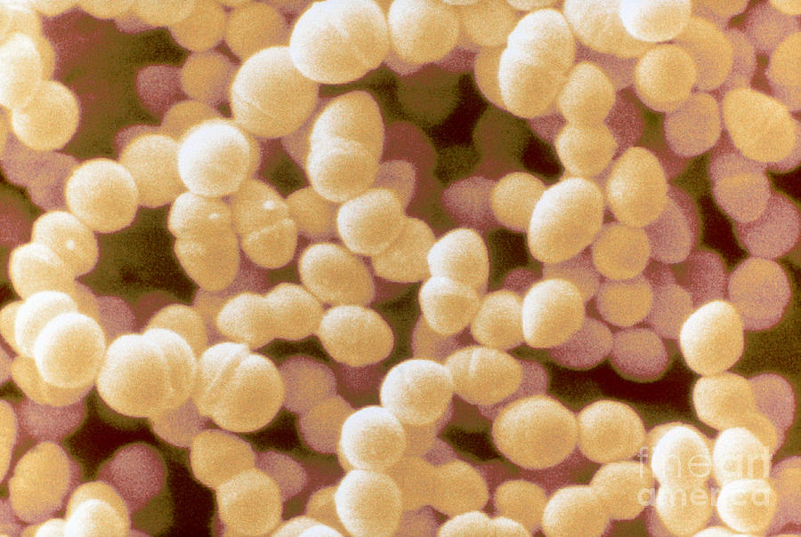 Enterococcus Faecium, Sem Photograph by Scimat