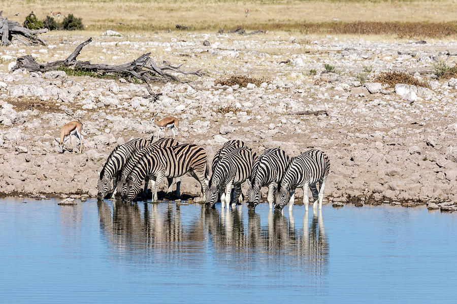 Zebra Photograph - Etosha - Namibia #5 by Joana Kruse