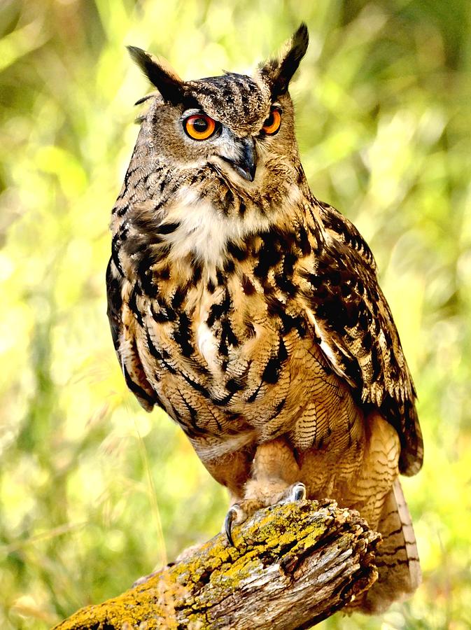 Eurasian Eagle Owl #5 Photograph by Amy McDaniel