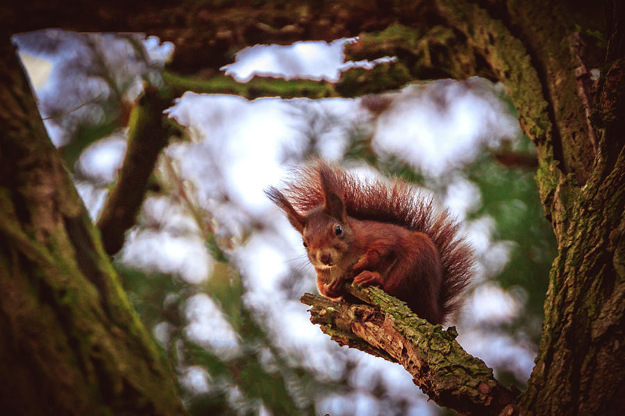 Eurasian Red Squirrel - Sciurus Vulgaris #8 Photograph by Marc Braner