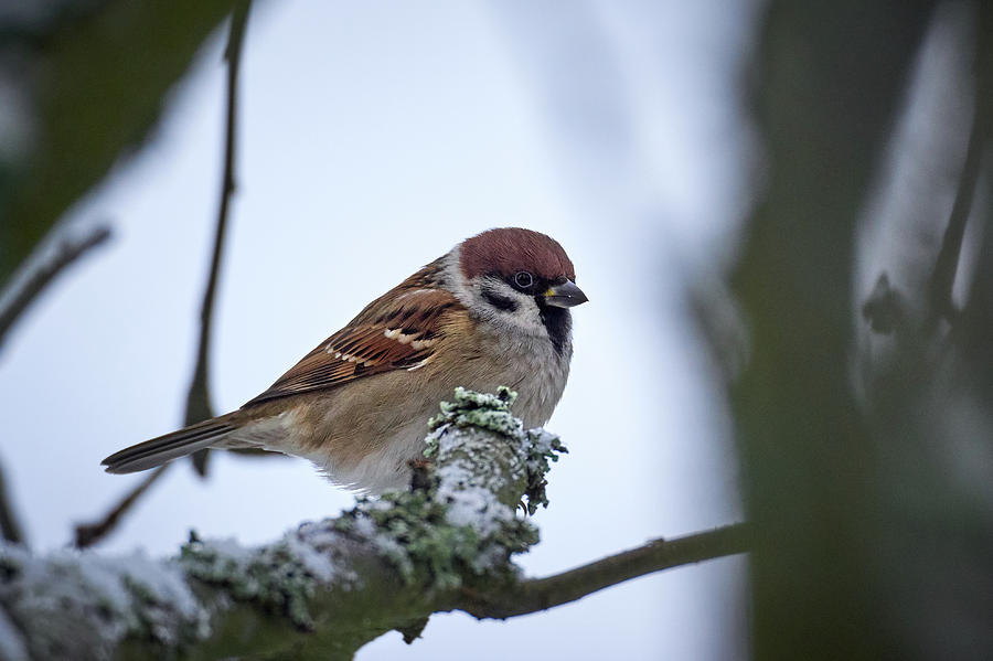 Eurasian tree sparrow #5 Photograph by Jouko Lehto