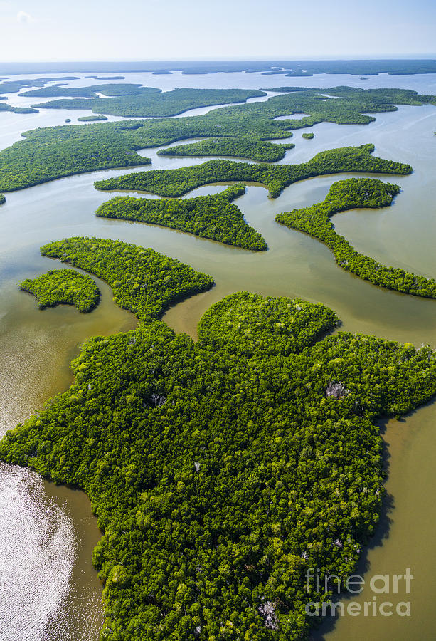 Everglades Aerial #5 Photograph by Juan Carlos Muoz