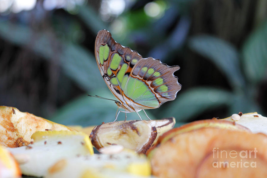 Exotic Butterflies at RHS Wisley Surrey UK #5 Photograph by Julia Gavin