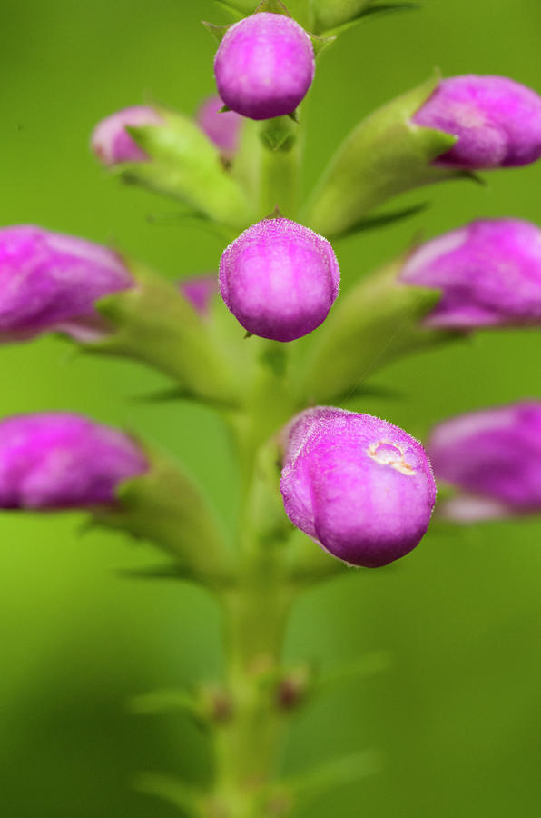 False Dragonhead 2 Photograph by Bob Corson - Pixels