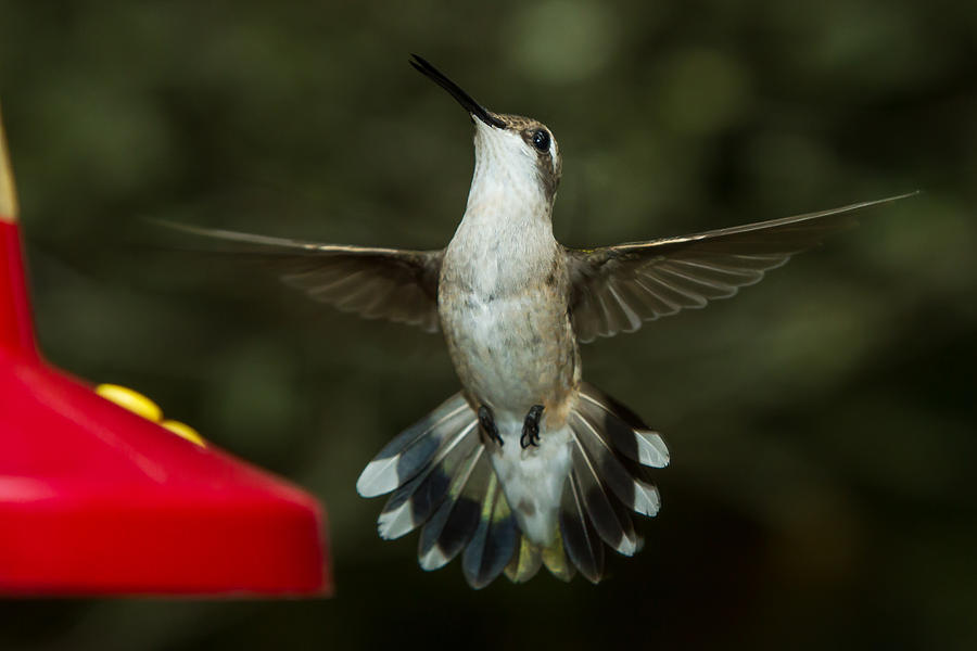 Female Ruby-Throated Hummingbird #5 Photograph by Robert L Jackson