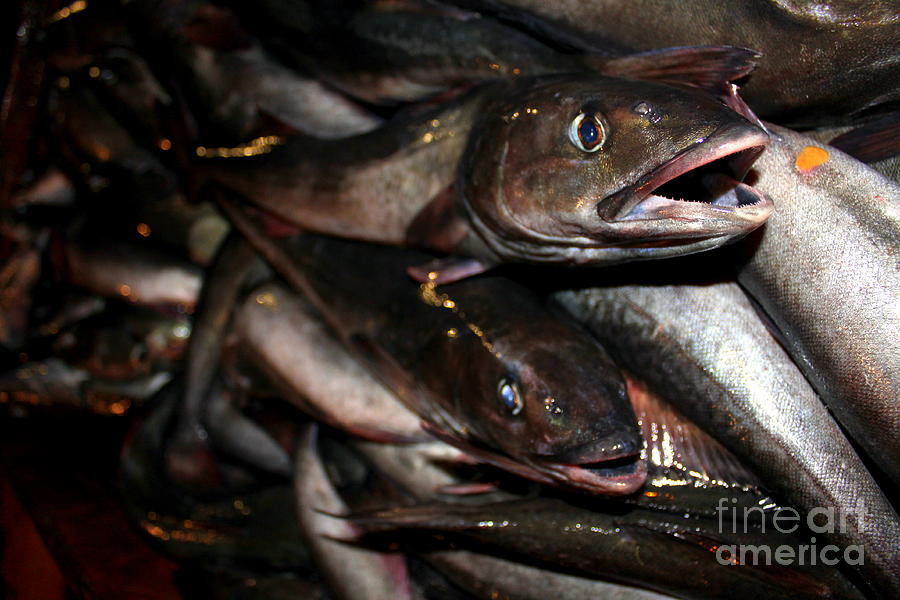 Fish Catch #5 Photograph by Henrik Lehnerer