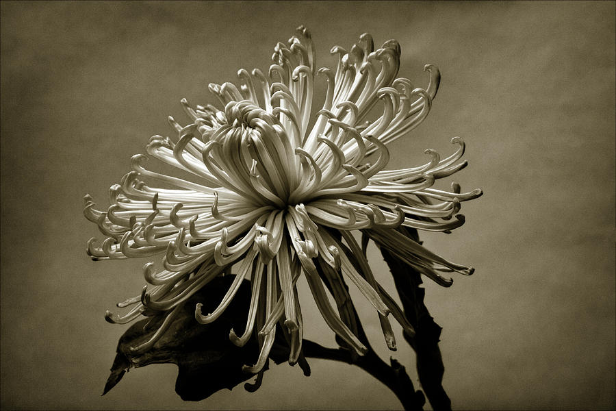 Floral Still Life #5 Photograph by Robert Ullmann