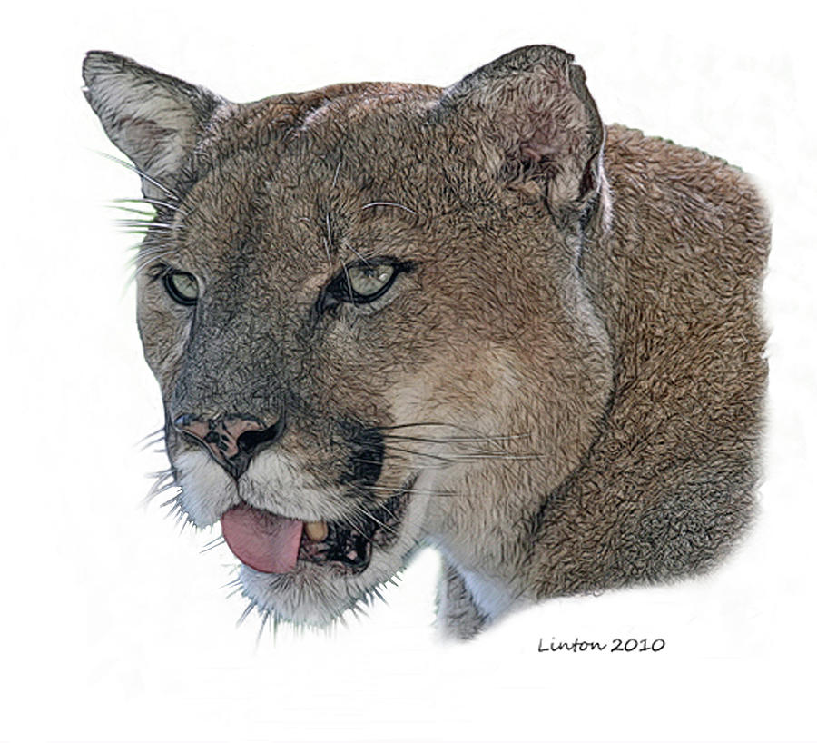 Florida Panther #5 Digital Art by Larry Linton