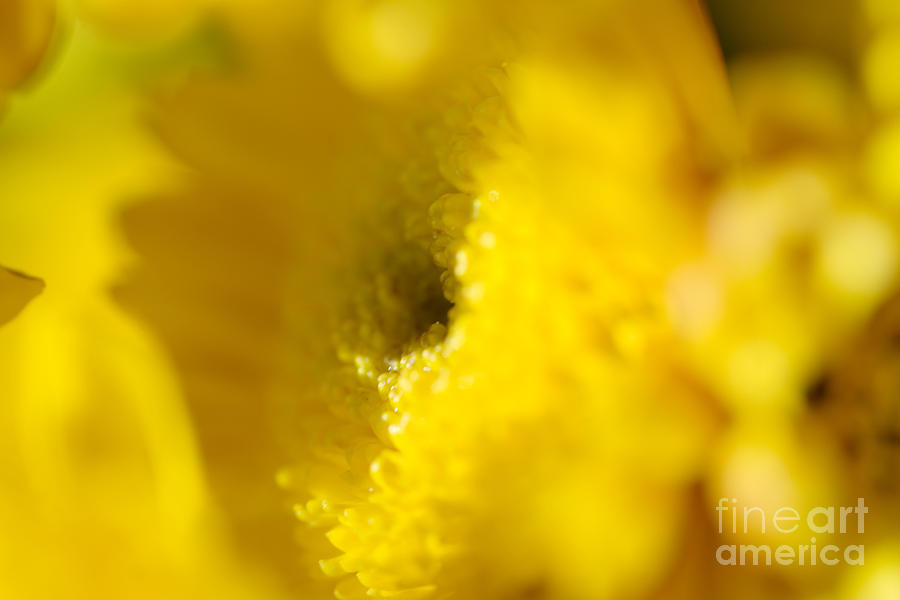 Flower Abstract #5 Photograph by Ray Laskowitz - Printscapes