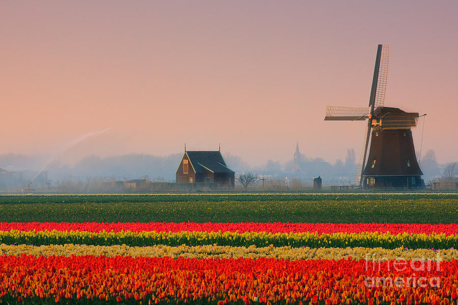 Flowers from Holland #6 Photograph by Henk Meijer Photography