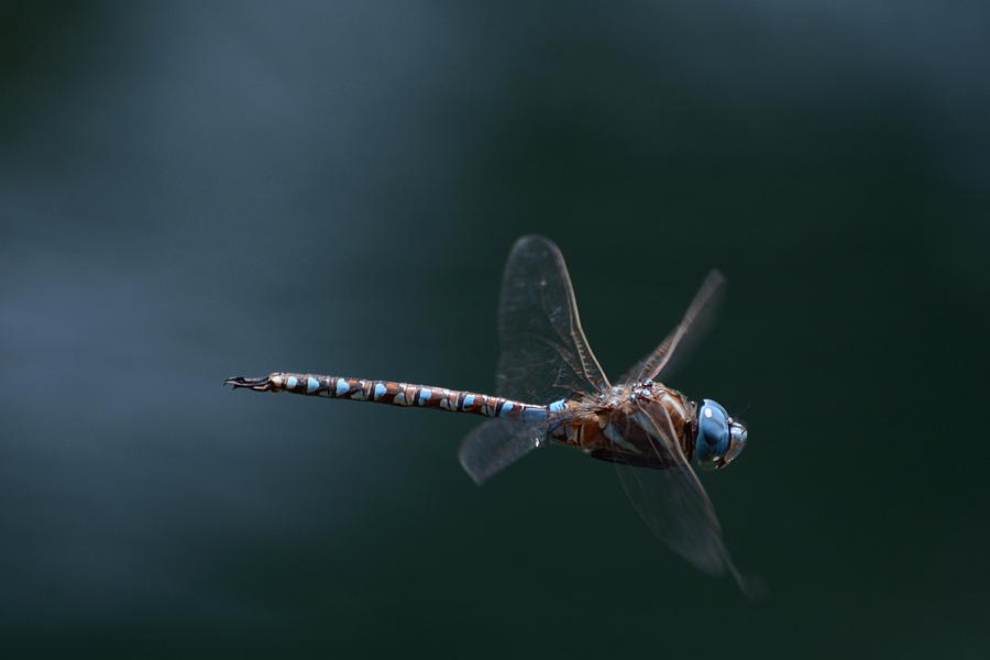 Fly By #5 Photograph by Fraida Gutovich