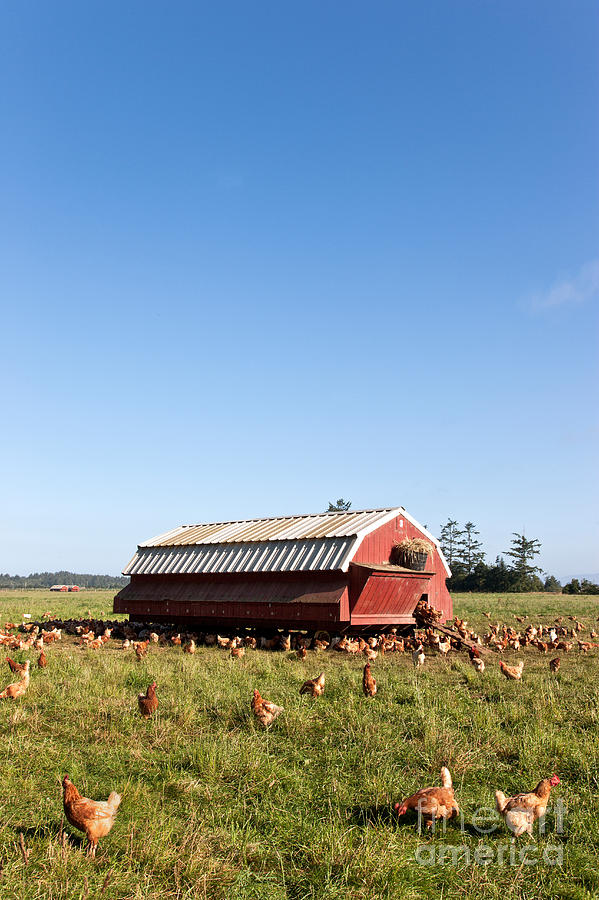 Free Range Chickens #5 Photograph by Inga Spence