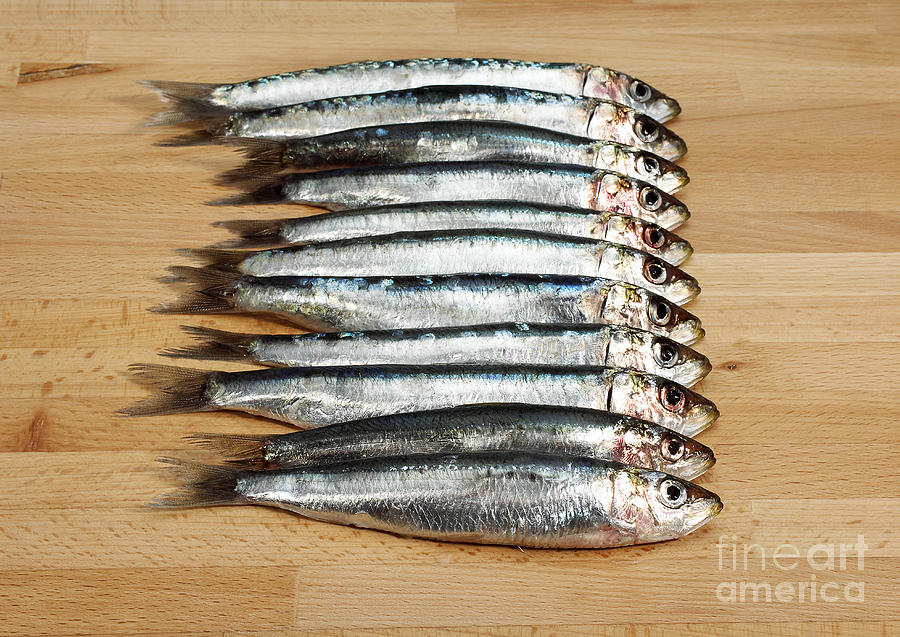 Fresh Sardines #5 Photograph by Gerard Lacz