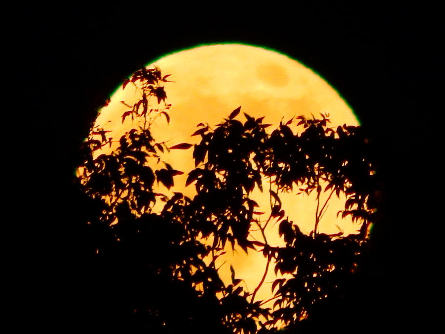 Full Moon Rising #5 Photograph by Virginia White