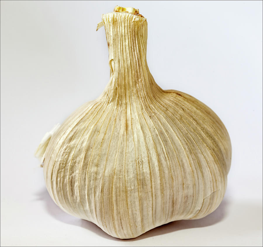 Garlic #5 Photograph by Robert Ullmann