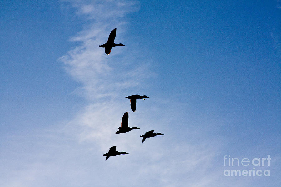 5 Geese Photograph by Casper Cammeraat