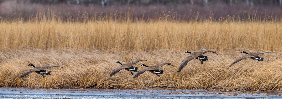 5 Geese Photograph by Paul Freidlund