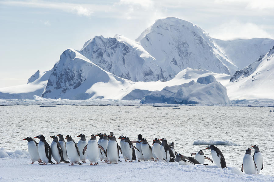 Gentoo Penguins Pygoscelis Papua Photograph by Daisy Gilardini