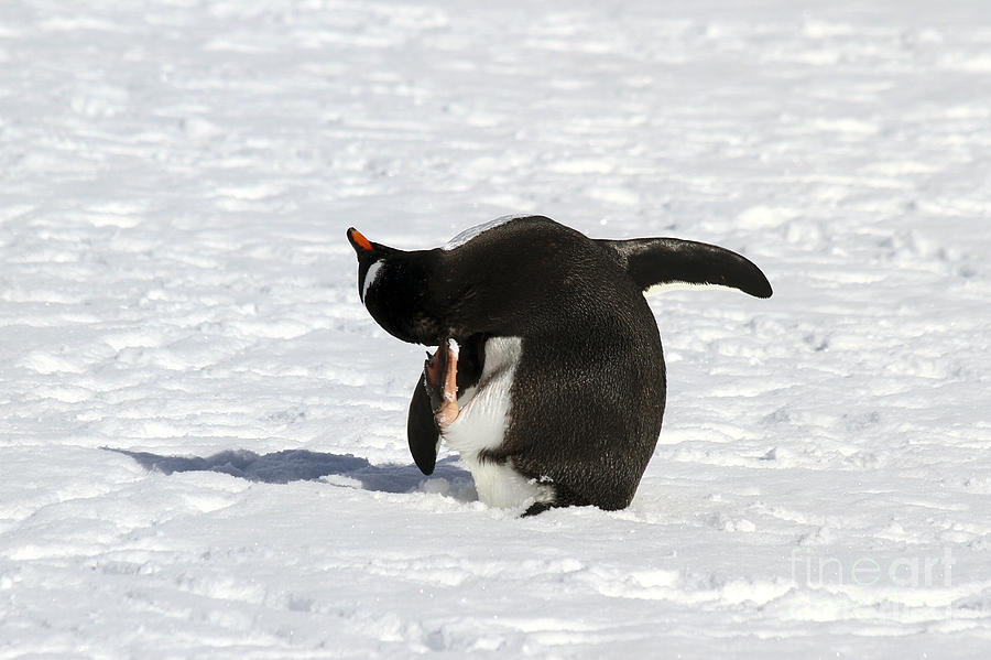 Gentoo penguins Pygoscelis papua #5 Photograph by Lilach Weiss