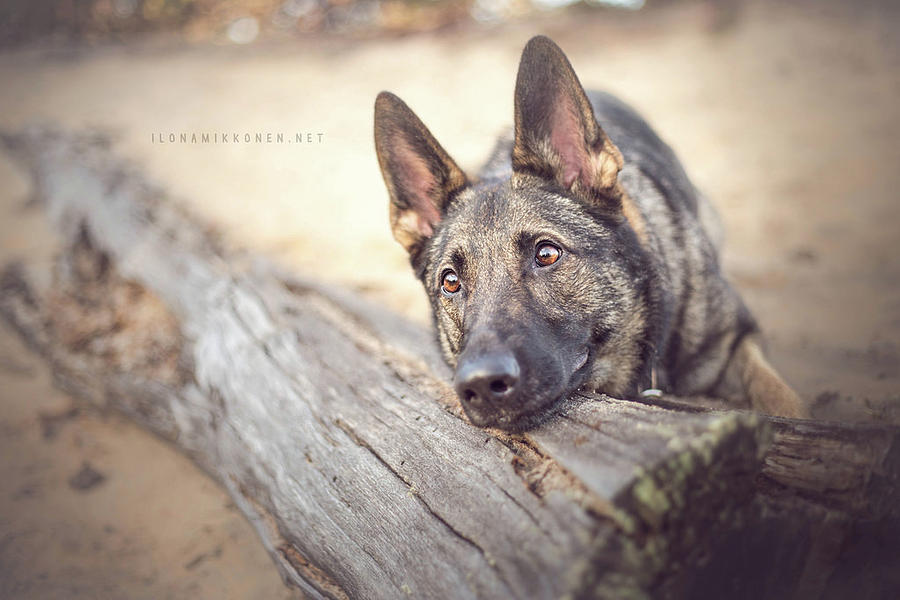German Shepherd Photograph - German Shepherd #5 by Jackie Russo