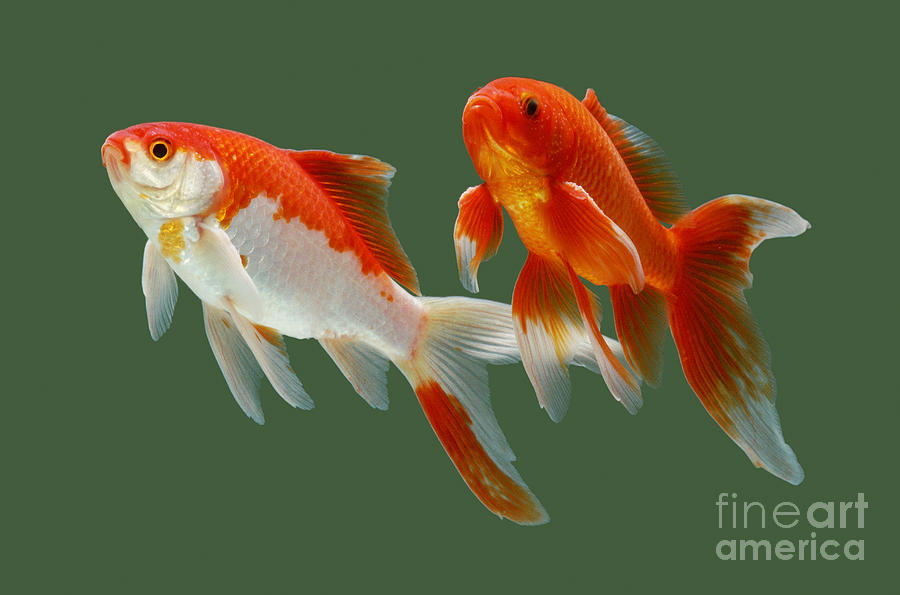 Goldfish #5 Photograph by Jane Burton