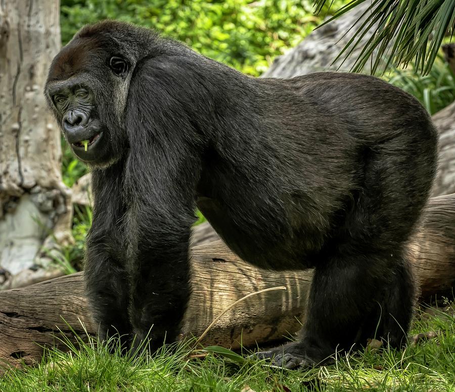 Gorilla Photograph by David Pine - Fine Art America