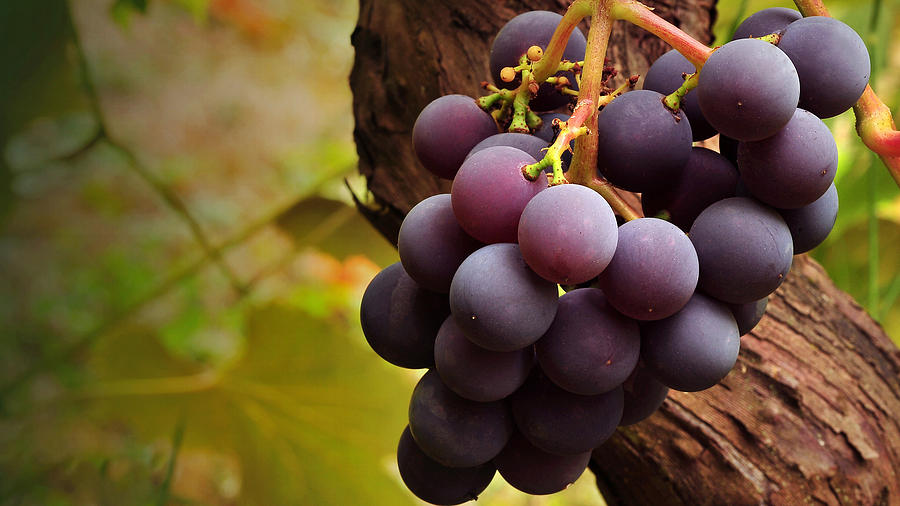 Grape Photograph - Grapes #5 by Mariel Mcmeeking