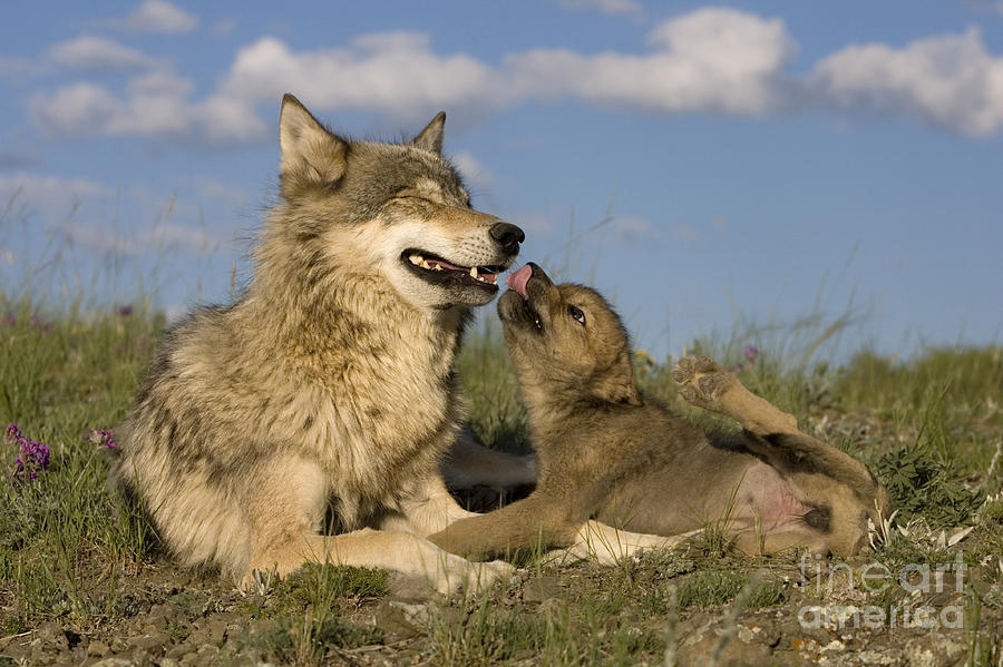 Gray Wolf And Cub Photograph by Jean-Louis Klein and Marie-Luce Hubert